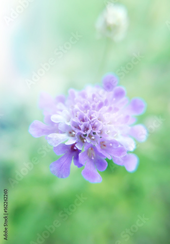 soft effect purple flower on green and white background with flare of light