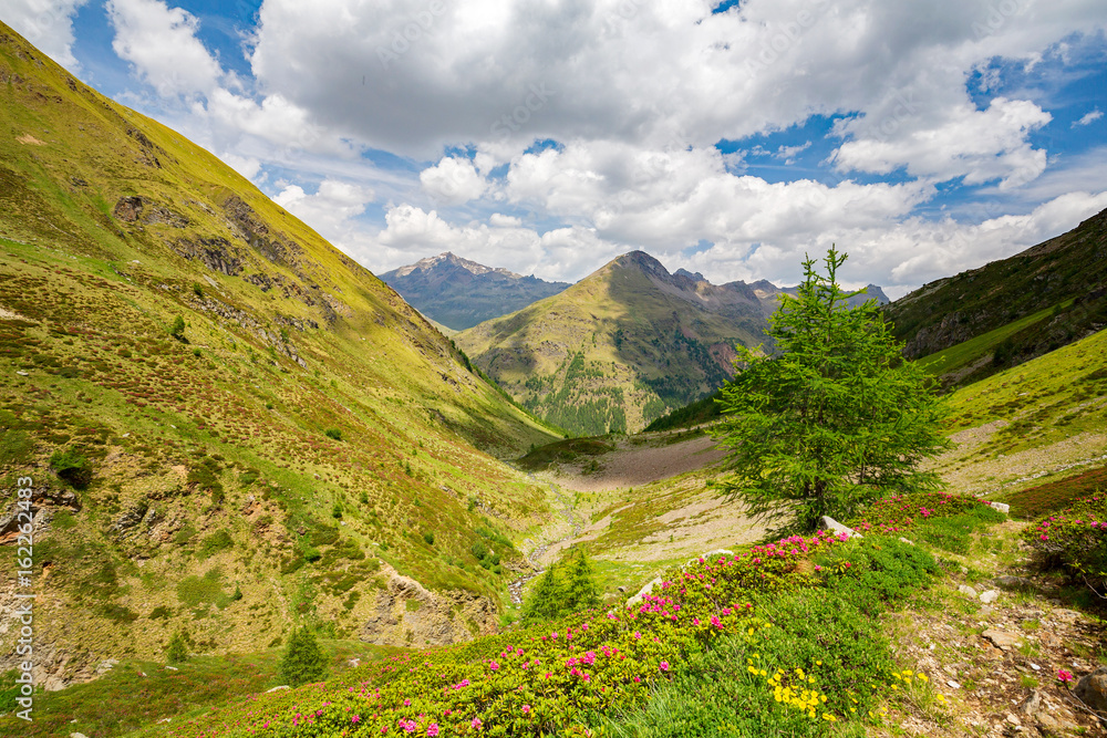 Val Grosina - Val Pedruna - Valtellina (IT) - Panoramica estiva della valle con rododendri fioriti 