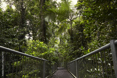 Urwald Weg Daintree Rainforest