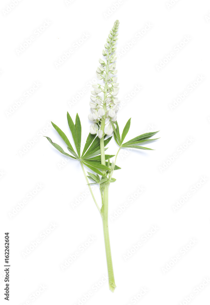 Fototapeta premium Lupin white flower on white background