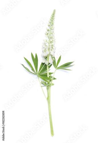 Lupin white flower on white background