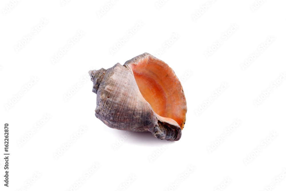 Sea shell isolated on a white background Sea shell isolated on a white background