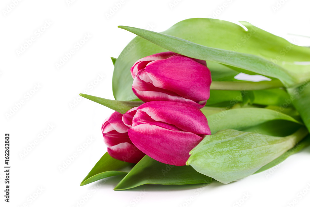 Pink tulip flowers on white background Pink tulip flowers on white background