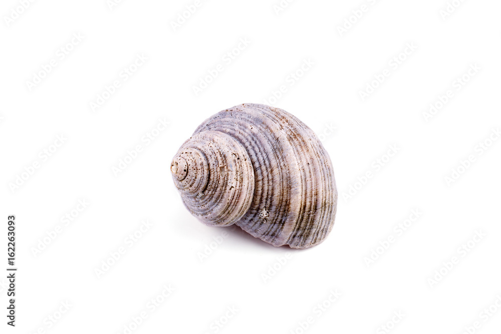 Sea shell isolated on a white background Sea shell isolated on a white background