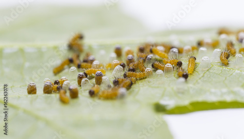 Caterpillar of Leopard lacewing (Cethosia cyane euanthes) butterfly emerging from eggs and eating their eggs photo