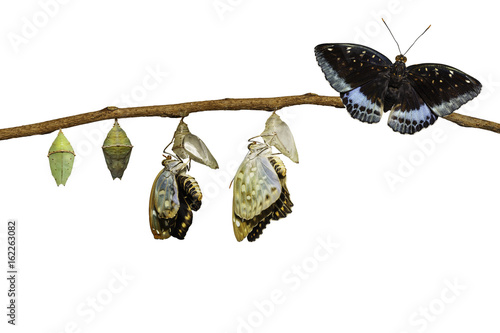 Isolated transformation of Male Common Archduke butterfly emerging from chrysalis ( Lexias pardalis jadeitina ) photo
