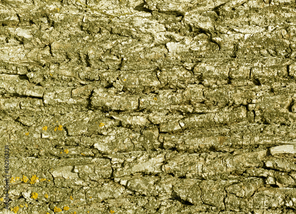 Obraz premium Tree bark texture in yellow tone