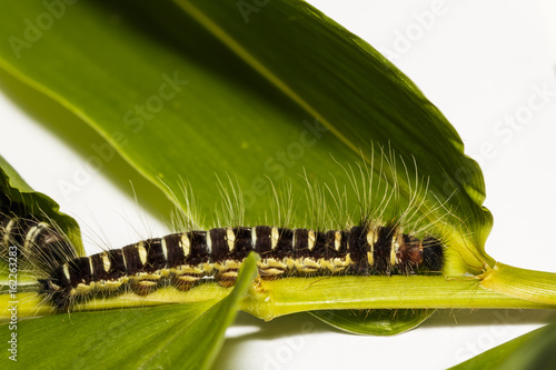 Black caterpillar of common duffer butterfly ( Discophota sondaica Boisduval ) photo