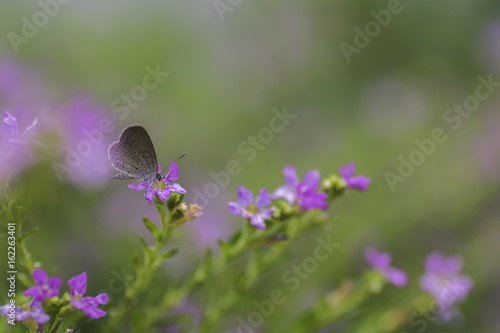 Butterfly sucking nectar from purple flowers