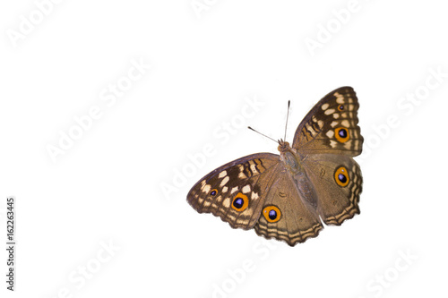 The Lemon Pansy Butterfly wings spread ,isolated on white background
