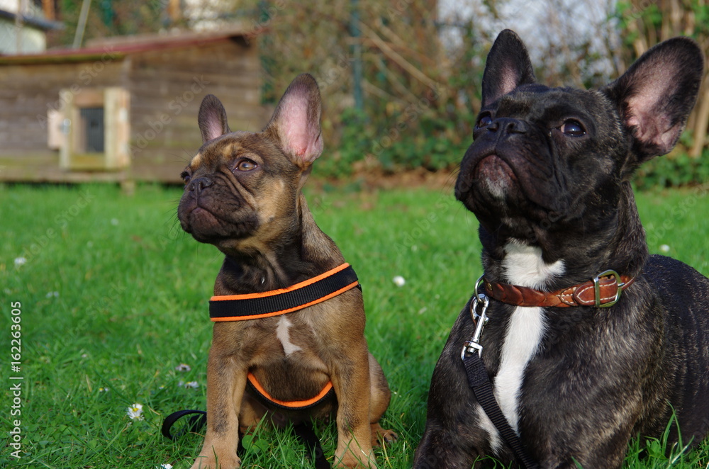 französische Bulldoggen französische Bulldoggen