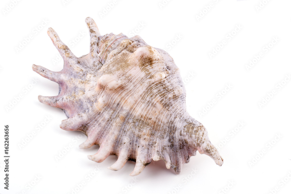 Sea shell isolated on a white background Sea shell isolated on a white background