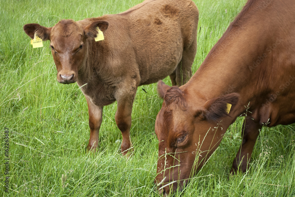 M T Rind Angus Rind mt Kalb auf Weide im Sommer in Schleswig-Holstein ...