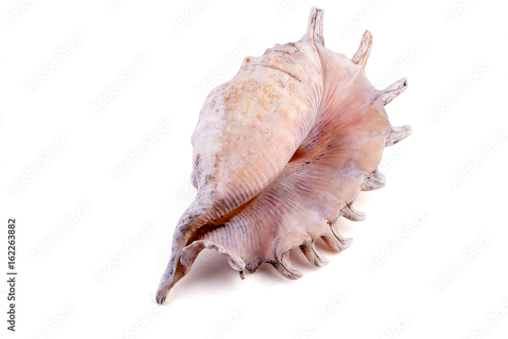 Sea shell isolated on a white background Sea shell isolated on a white background