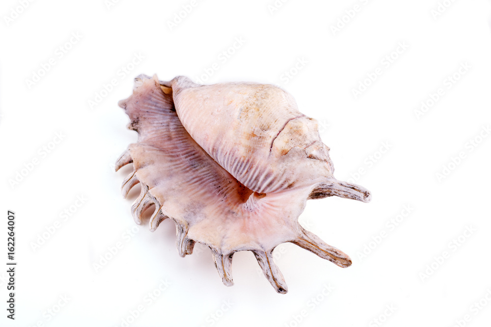 Sea shell isolated on a white background Sea shell isolated on a white background