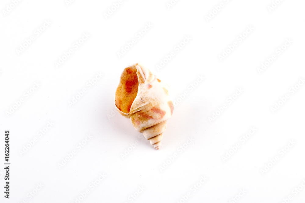 Sea shell isolated on a white background Sea shell isolated on a white background