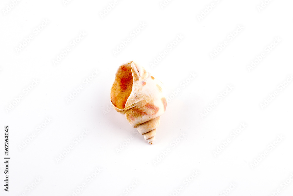 Sea shell isolated on a white background