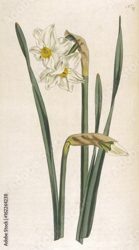 Narcissus Bifloris or Two Flowered Narcissus.. Date: 1793