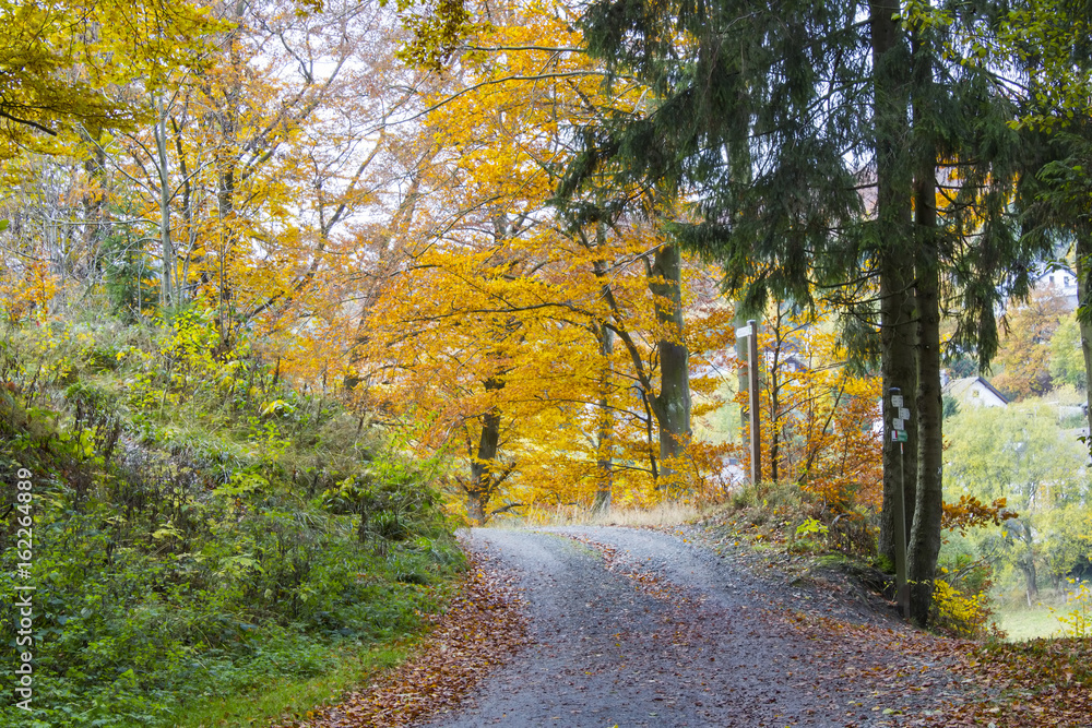 Fototapeta premium autumn in forest