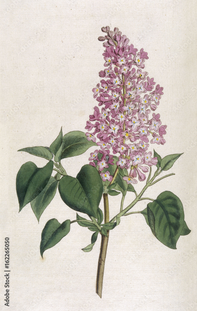 Plants - Syringa Vulgaris. Date: 1792