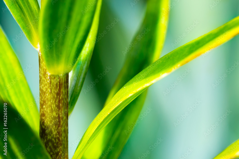 Fototapeta premium Green fresh stem with leaves macro on pastel backgroun. Nature abstract.