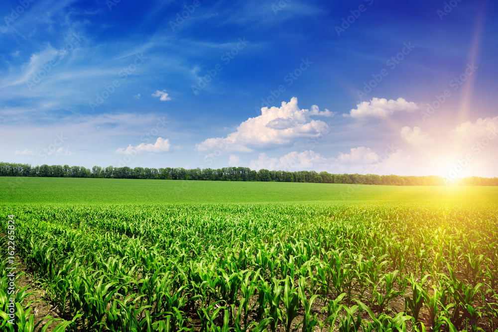 Beautiful sunrise on green cornfield Beautiful sunrise on green cornfield
