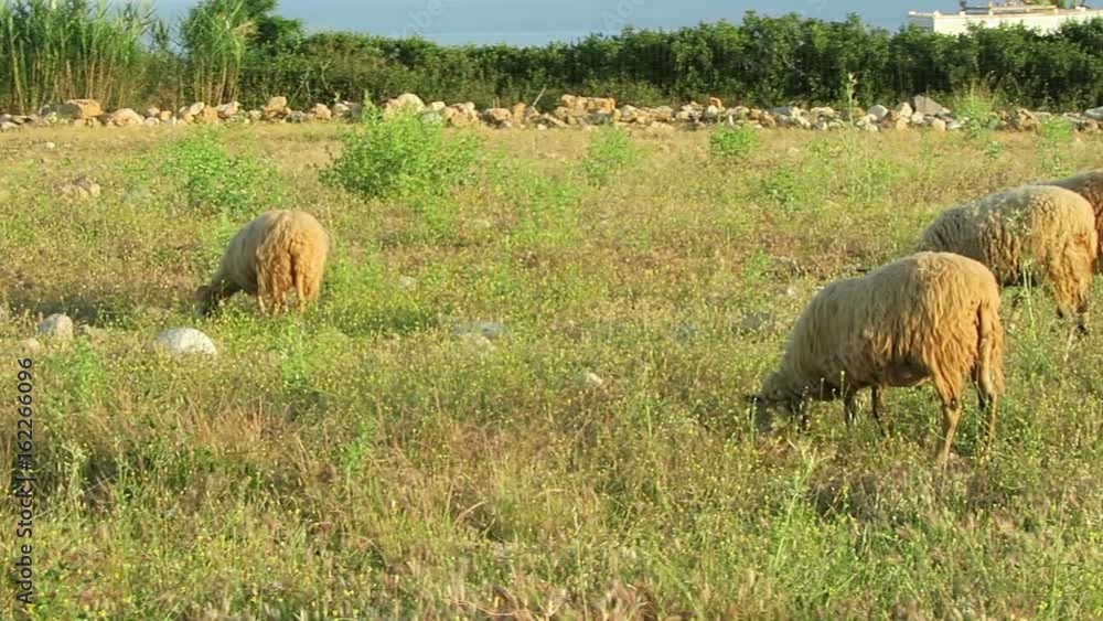 sheep on a meadow at crete (greece) sheep on a meadow at crete (greece)