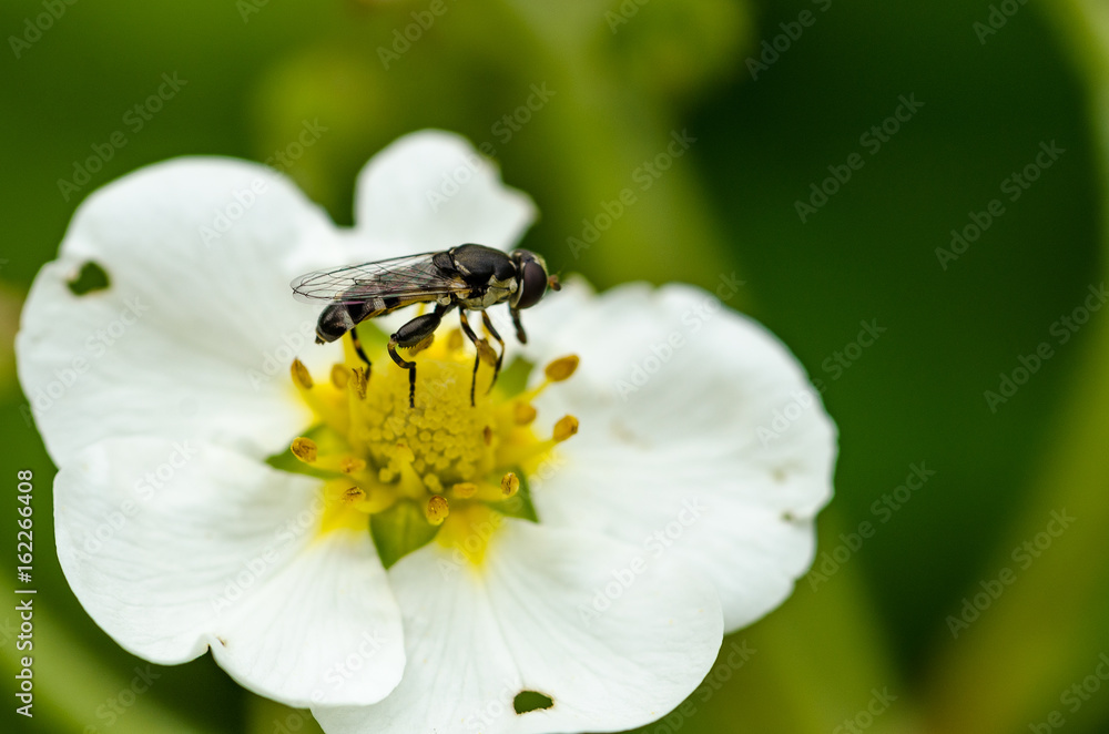The insect pollinates the flower The insect pollinates the flower