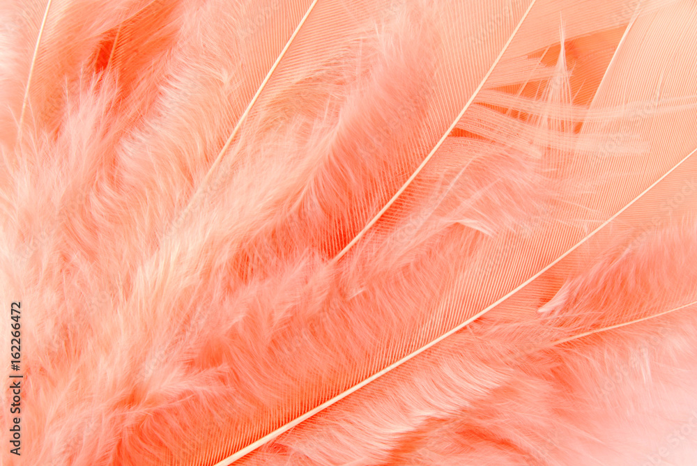 closeup of the feather macro texture