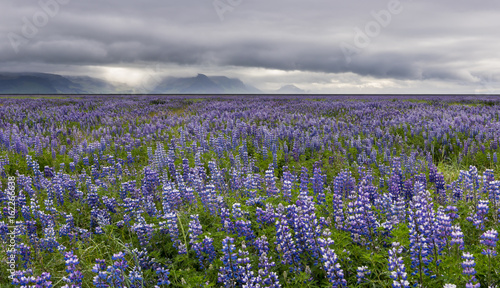 Lupine Field and Mountains