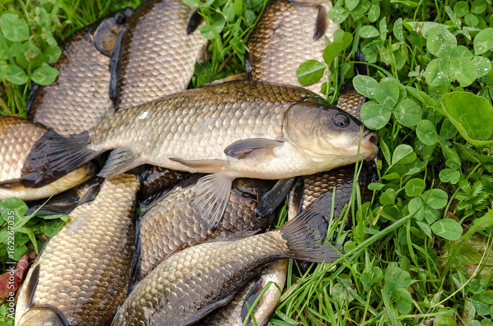 Carp on the shore Carp on the shore