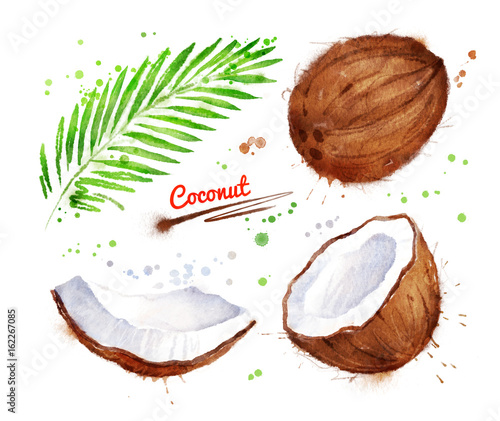 Watercolor illustration of coconut