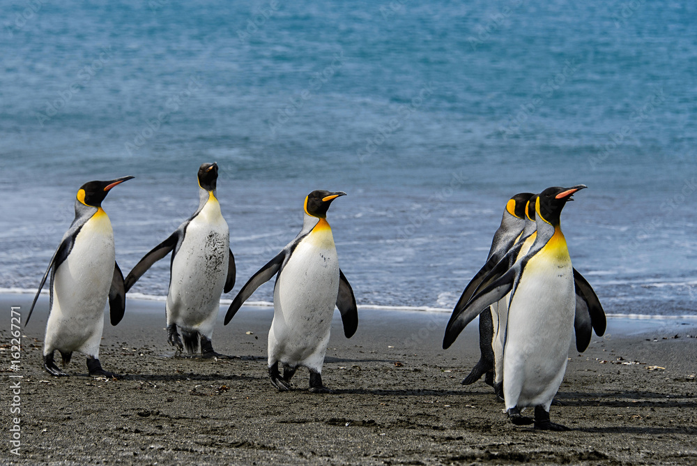 Obraz premium King penguins on South Georgia island