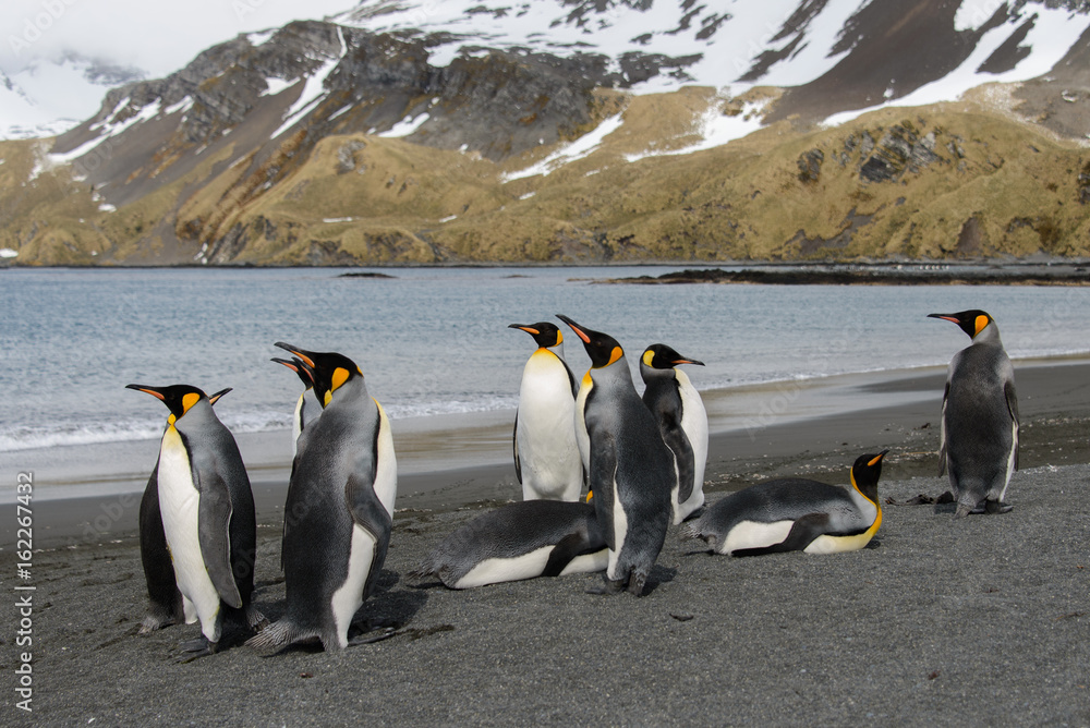 Fototapeta premium King penguins on South Georgia island