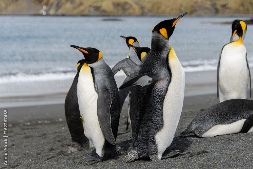 Fototapeta premium King penguins on South Georgia island