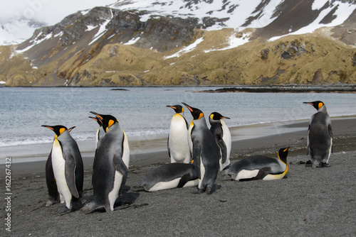 King penguins on South Georgia island