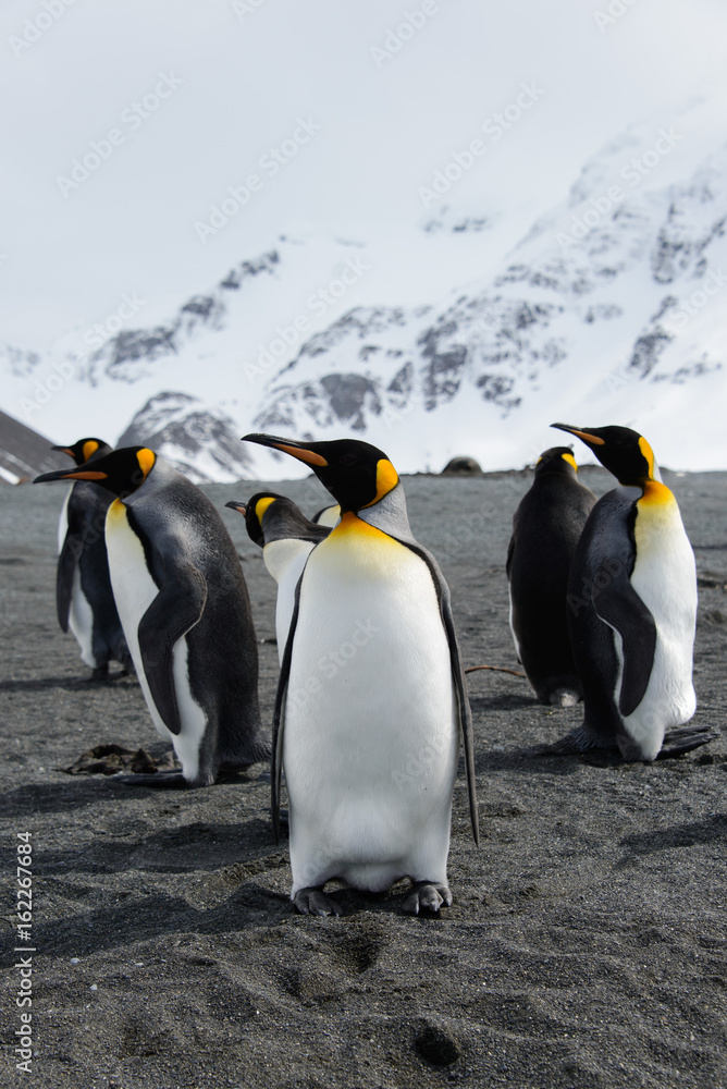 Obraz premium King penguins on South Georgia island