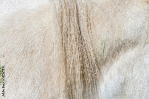 Foto Macro closeup of a white horse's fur with horsehair