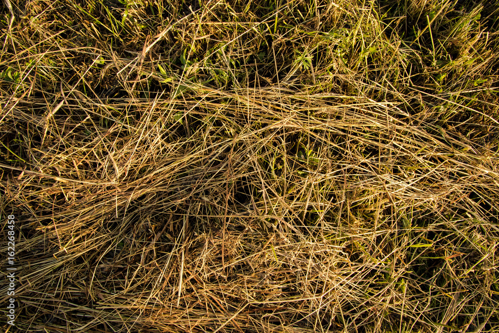 Hay background or texture Hay background or texture