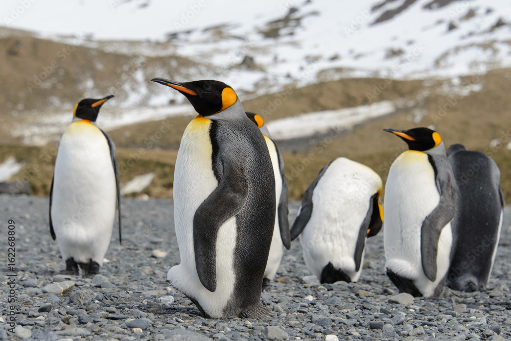 Fototapeta premium King penguins on South Georgia island