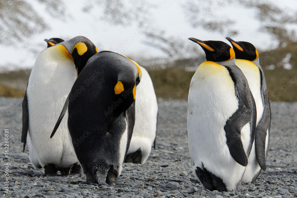 Fototapeta premium King penguins on South Georgia island