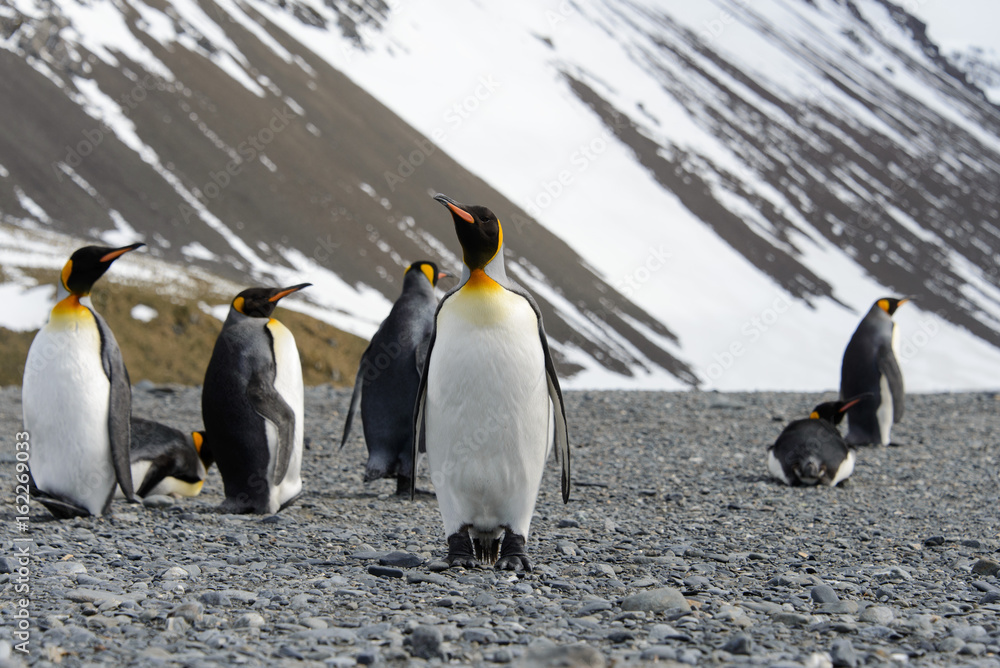 Fototapeta premium King penguins on South Georgia island