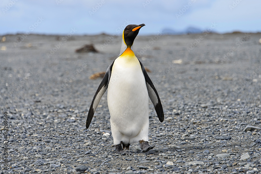Fototapeta premium King penguins on South Georgia island