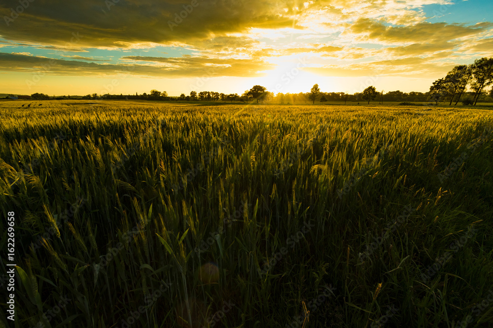 Grass or wheat background with sunrise or sunset light.