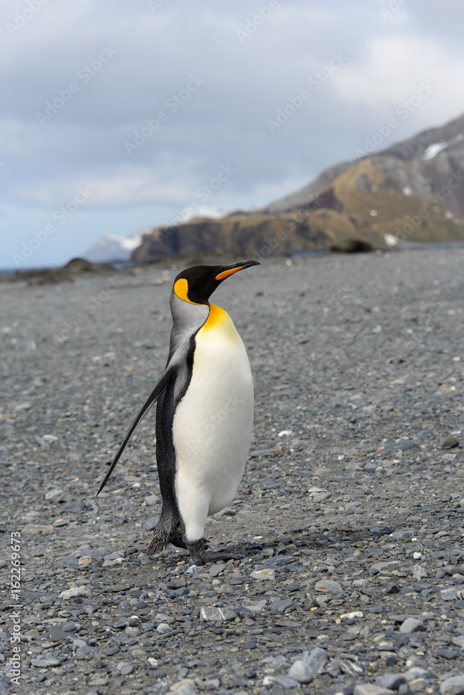 Fototapeta premium King penguins on South Georgia island