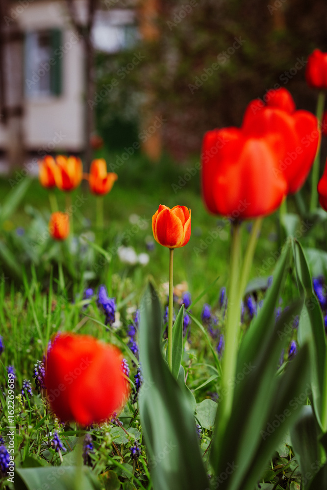 Obraz premium Alley of red tulips during flowering in a garden among flowers