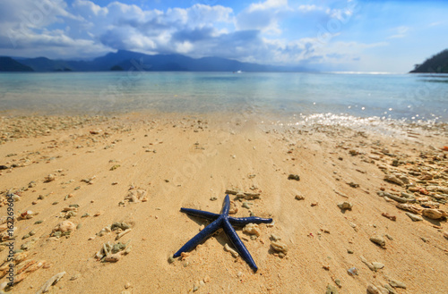 Beach near the town Depapre on the Pacific coast of the island of New Guinea. starfish
