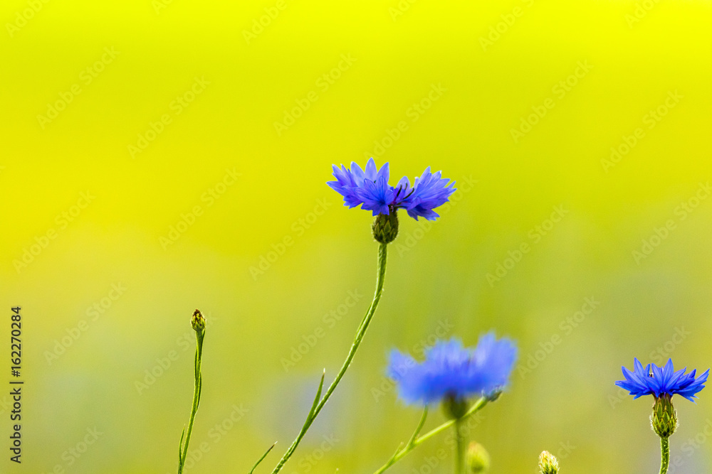 Blue cornflowers with bokeh, floral nature background. Beautiful blue flower. Blue cornflowers with bokeh, floral nature background. Beautiful blue flower.