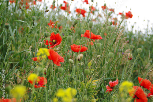 Red weed on meadow