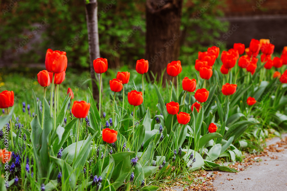 Obraz premium Alley of red tulips during flowering in a garden 